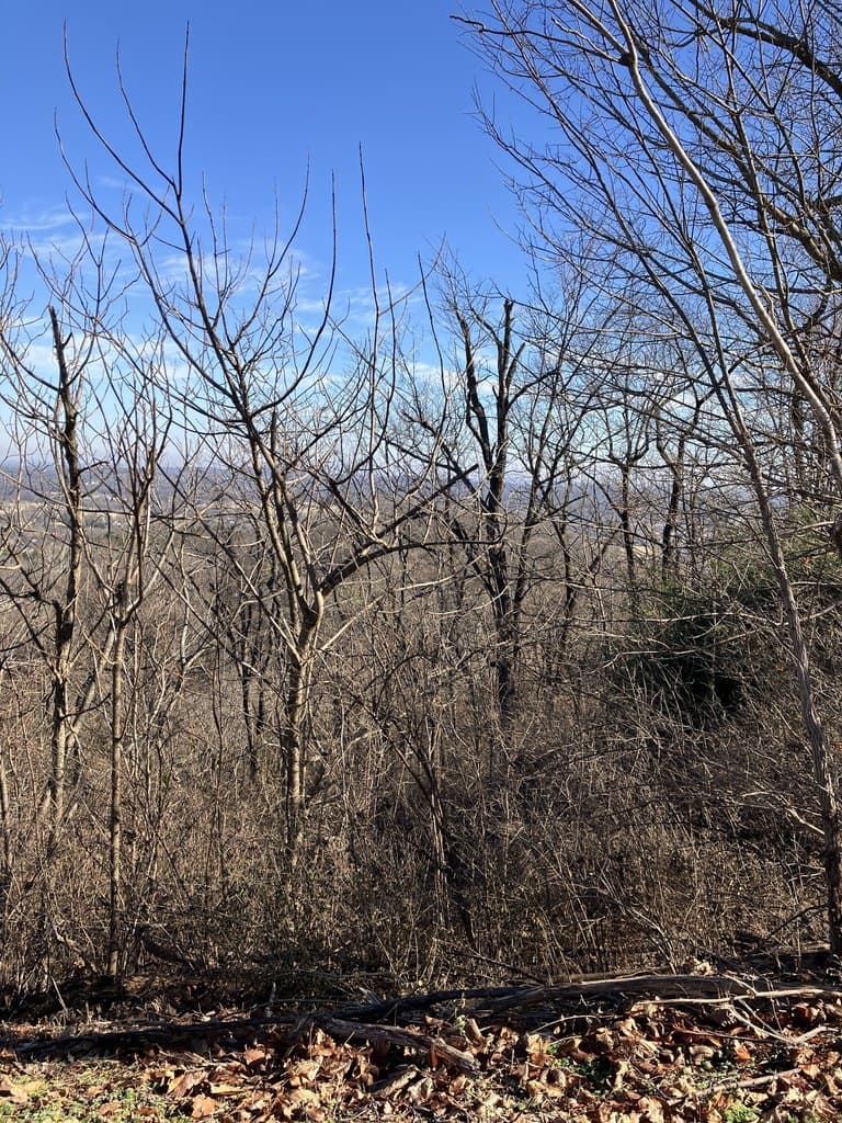 1200 Longstreet Cir, Brentwood