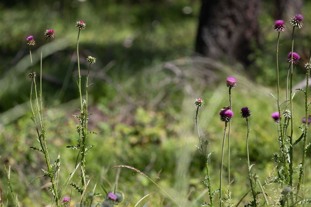 316 Sandalwood Ln Lot 3, Whitefish