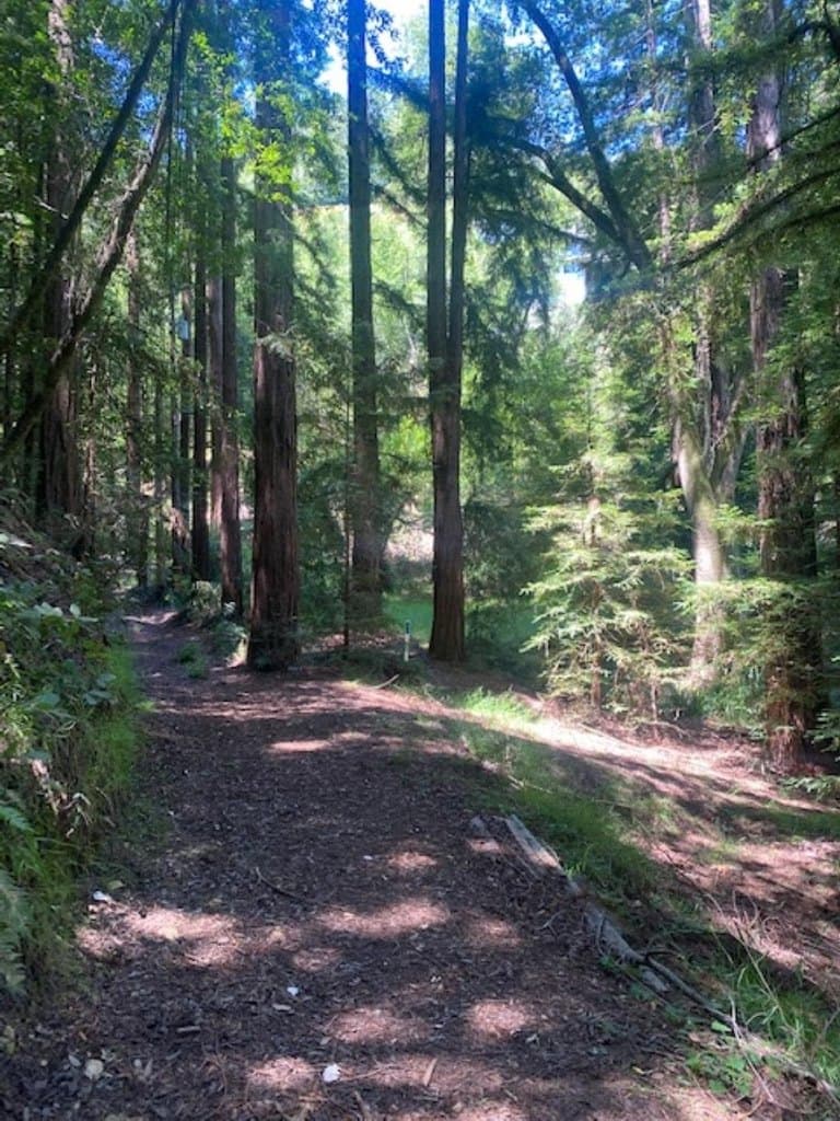 2 Wainwright Pl, Mill Valley