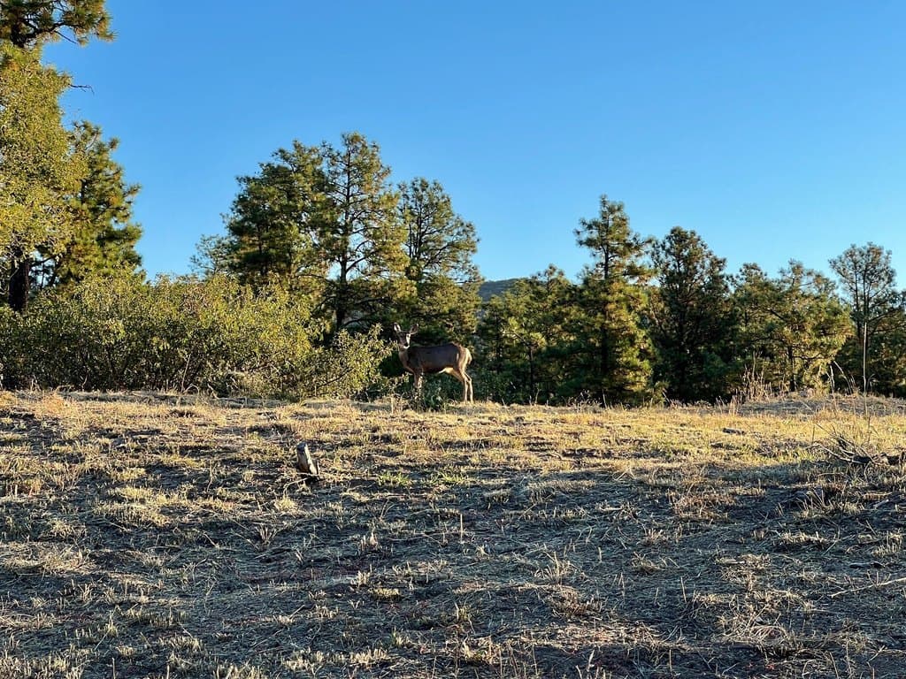 4226 Alabama Ave, Los Alamos