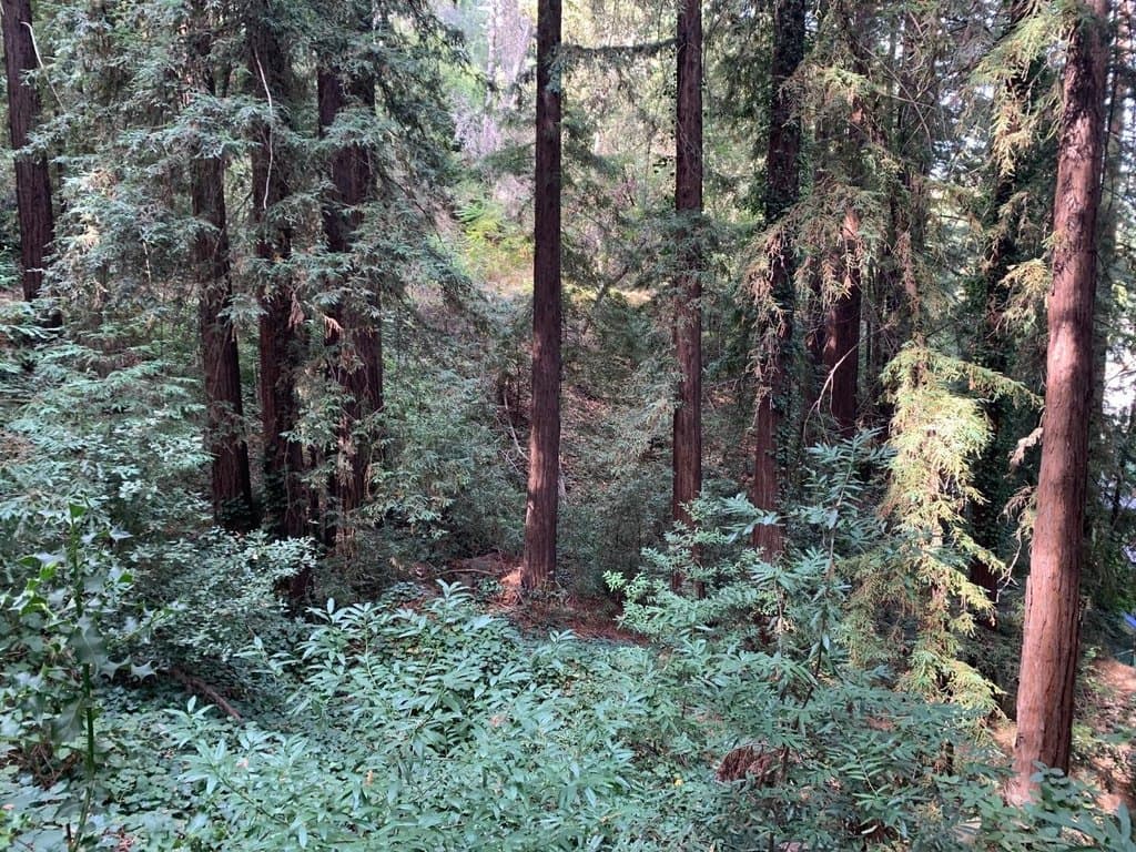 Helen Way, Los Gatos