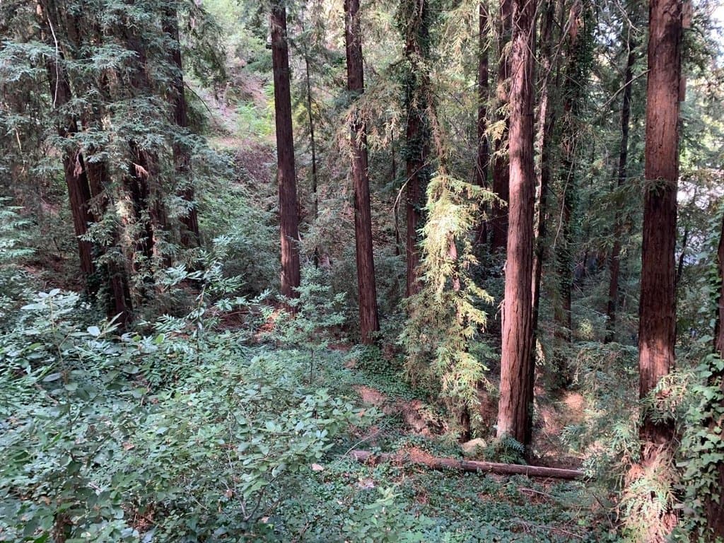 21745 Lindbergh Dr, Los Gatos